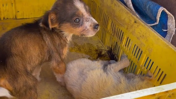 Tragically, Emma's sister did not make i...