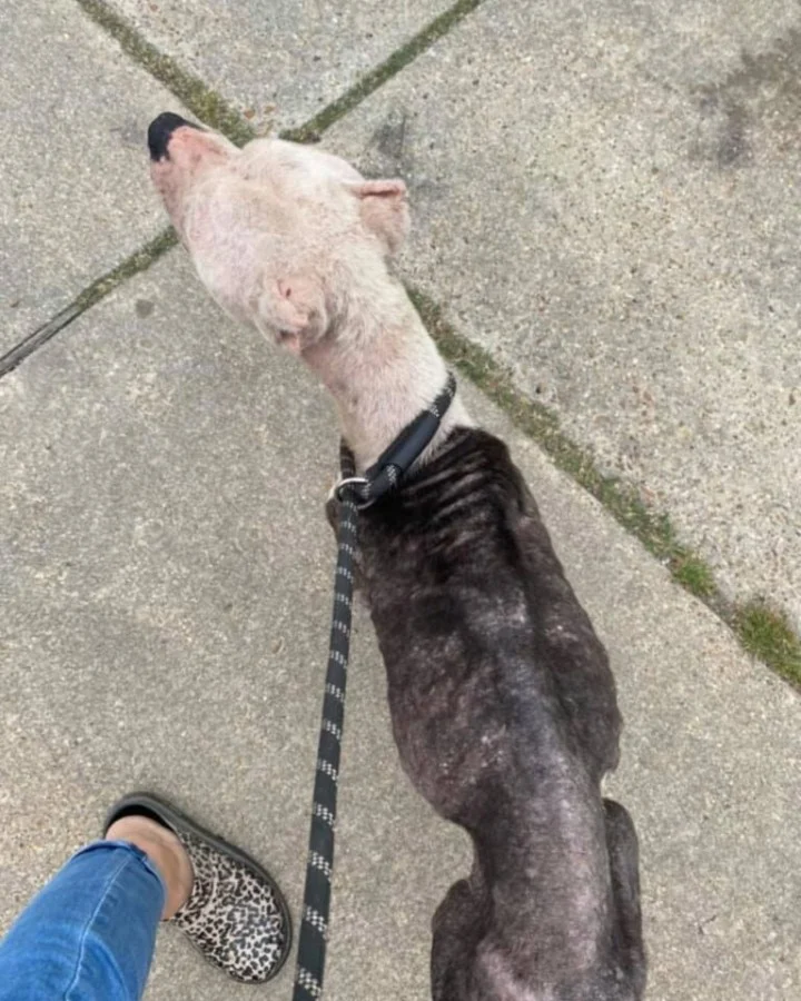 For the first time, Halo experienced lov...