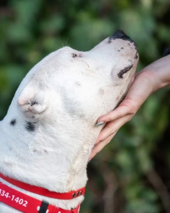 Extra image from article