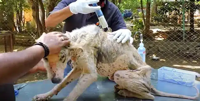 Over the following weeks, the transforma...