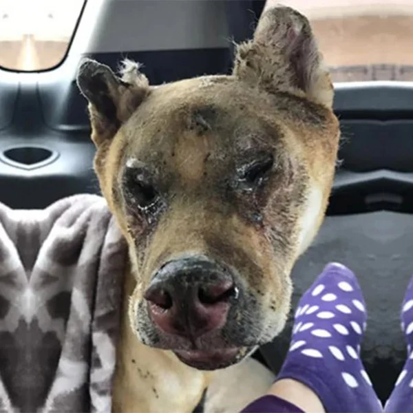 Miraculously, Taka managed to escape the...