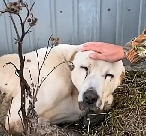 Assisted by caring hands, Snow even mana...