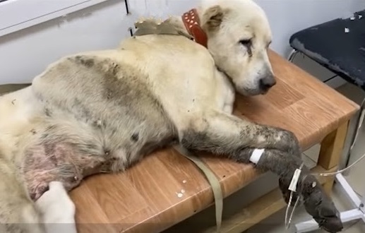 Now, Snow's health is stable, and he no ...