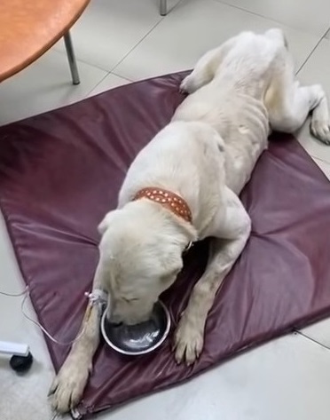 Extra image from article