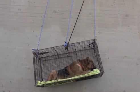 Extra image from article