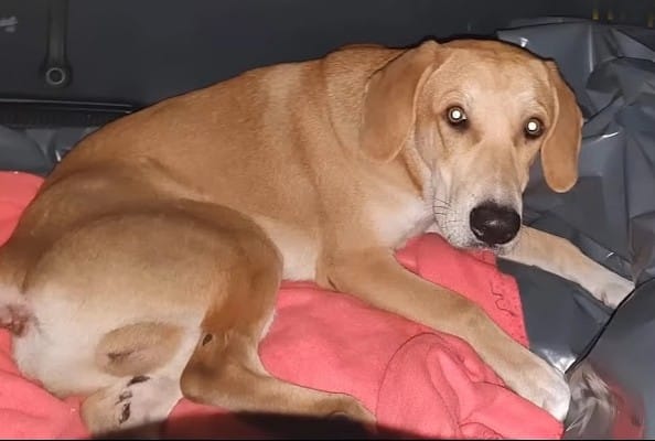 Unfortunately, the initial prognosis was...