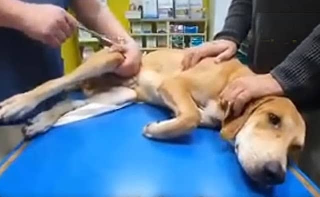 Dr. Fahrudin shared,