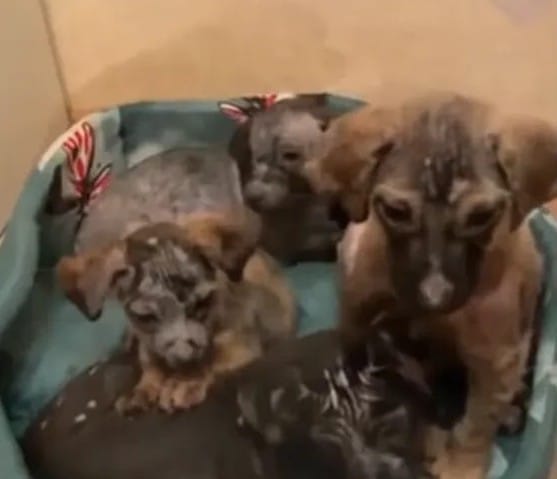 These resilient pups were named Lira, Ni...