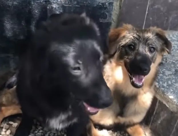 Extra image from article