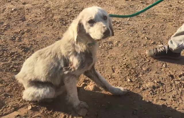 Molly's incredible journey from despair ...