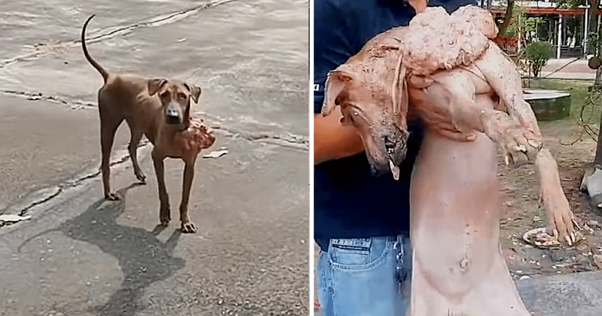 Upon arrival, the rescuers were shocked ...