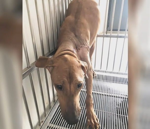 Extra image from article