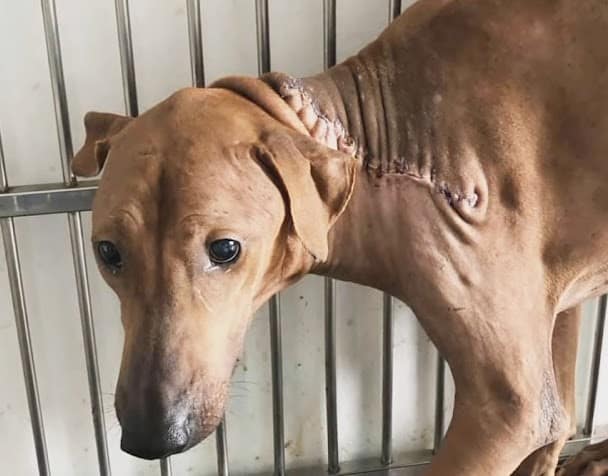 Extra image from article