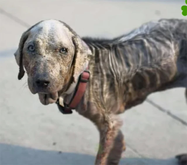 In her foster home, Jewel underwent a re...