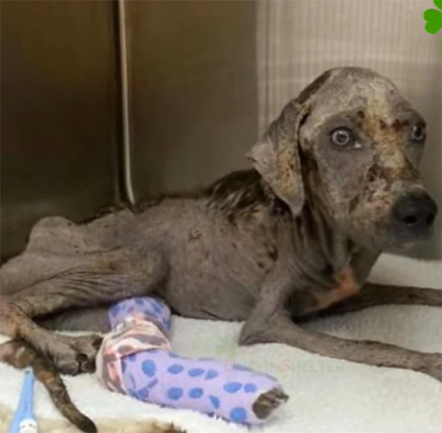 Today, Jewel is the epitome of health an...