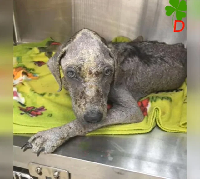 Extra image from article