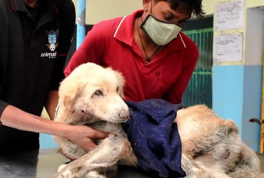 Extra image from article