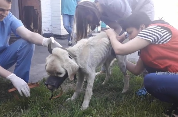 The surviving dog, a Labrador named Boss...