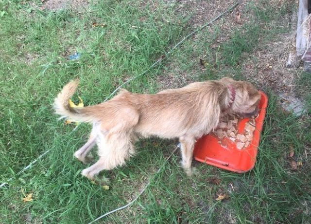 Please feel free to share Marley's story...