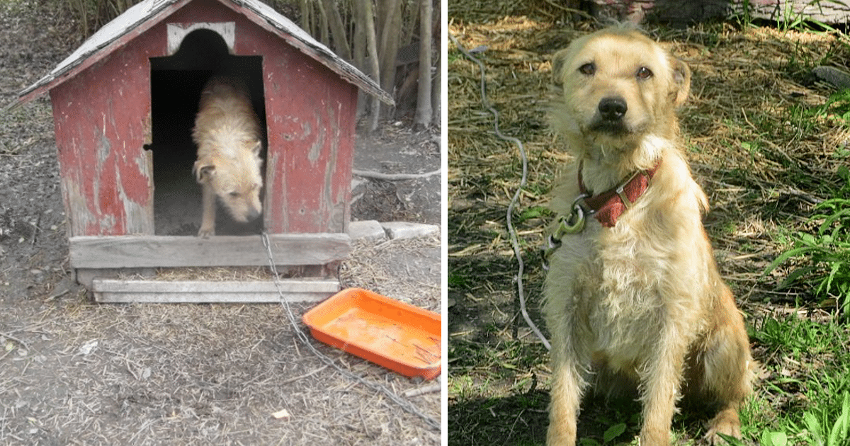 Whenever he got too excited, his owner w...