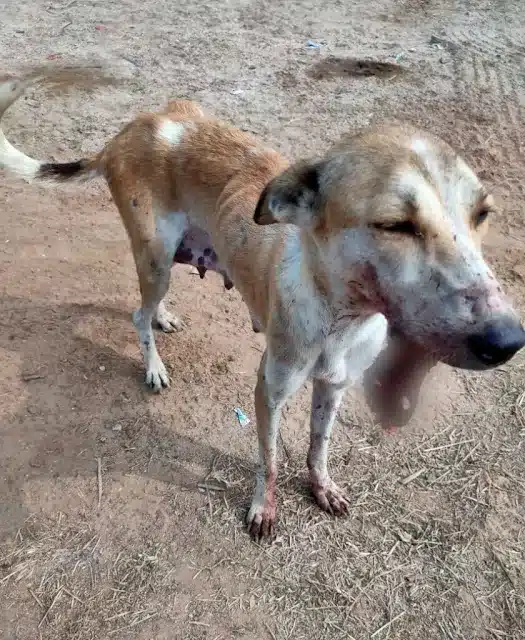 Upon further inspection, residents uncov...