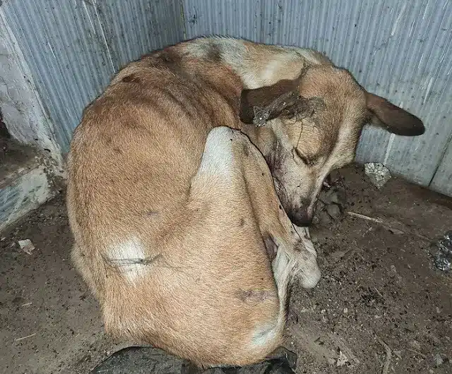 Carefully transported to the RRSA India ...