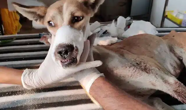 Extra image from article