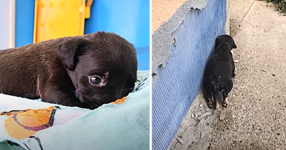 The helpless puppy lay on the ground, he...