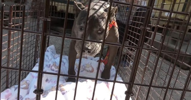 Extra image from article