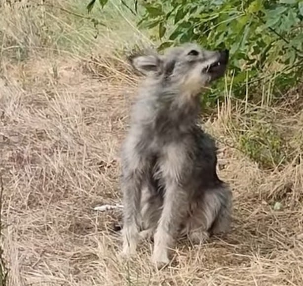 Extra image from article