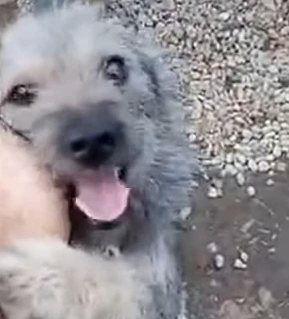 Extra image from article