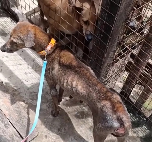 Extra image from article