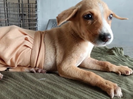 Extra image from article