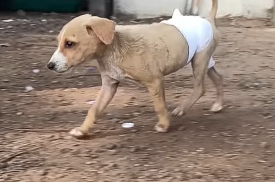 Extra image from article