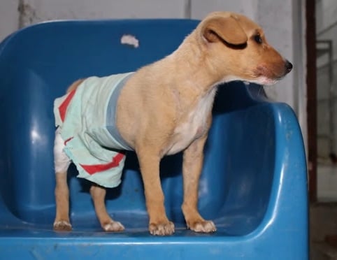 Extra image from article