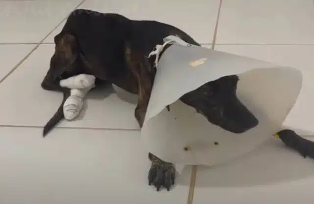 Upon being rescued, the dog was admitted...