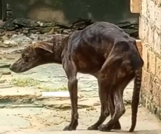 Extra image from article