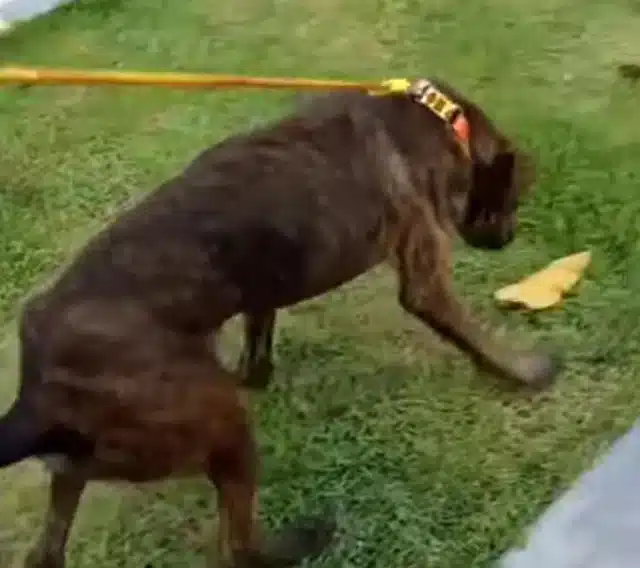 Extra image from article