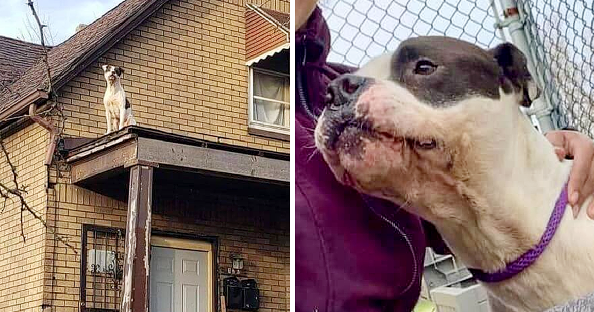 The remarkable story of Topper's rescue ...