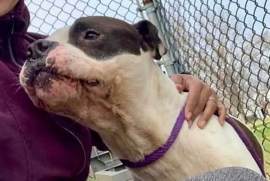 Topper has been cared for at the shelter...