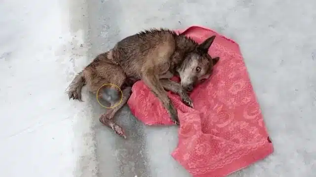 Upon our arrival, Bideon was so weak tha...