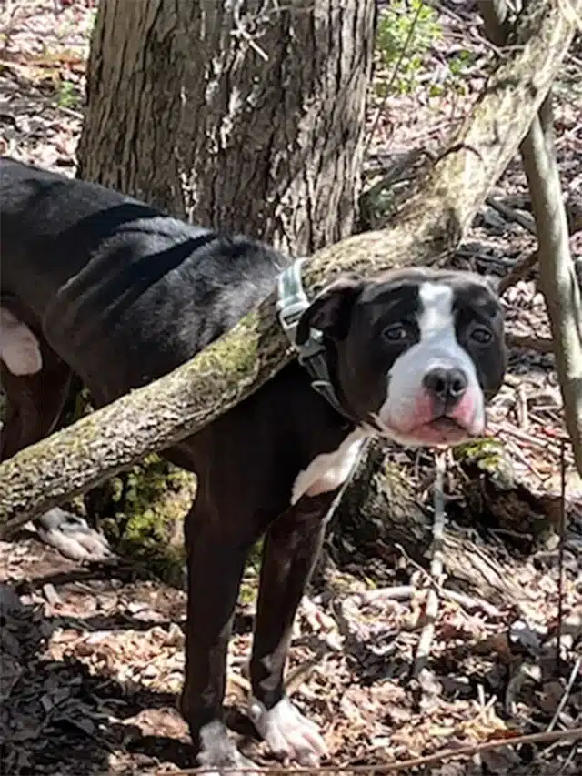 As an investigation into his abandonment...