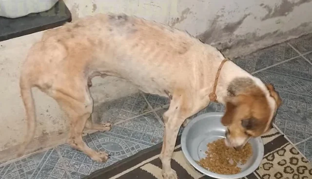 Extra image from article