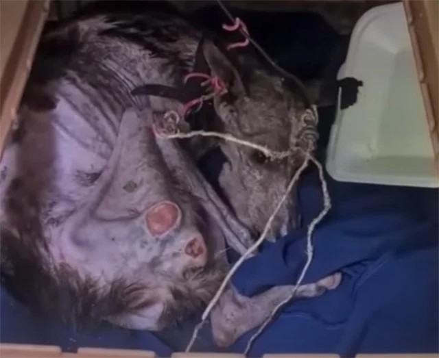 A week of diligent care led to a turning...