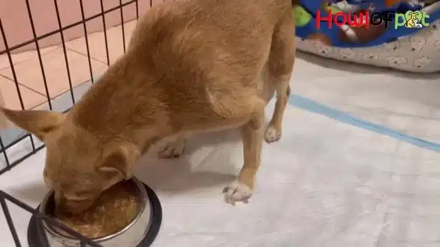 Extra image from article