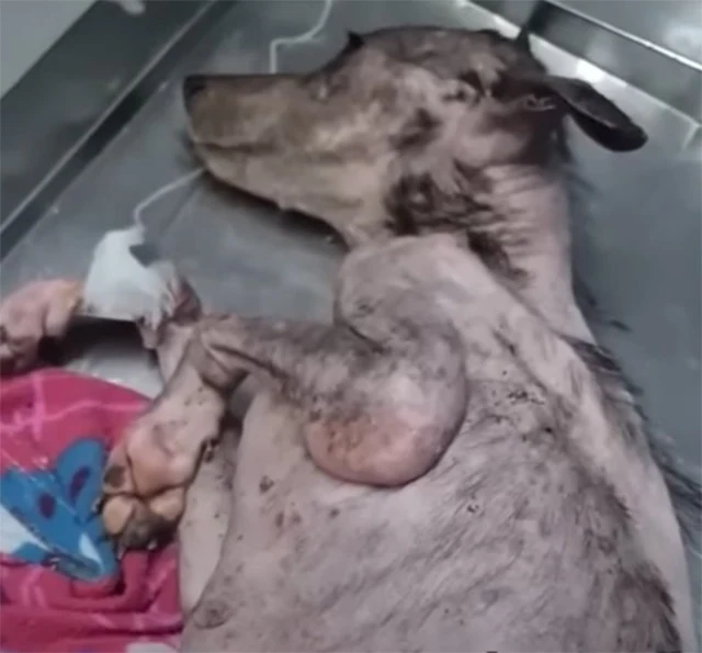 Extra image from article