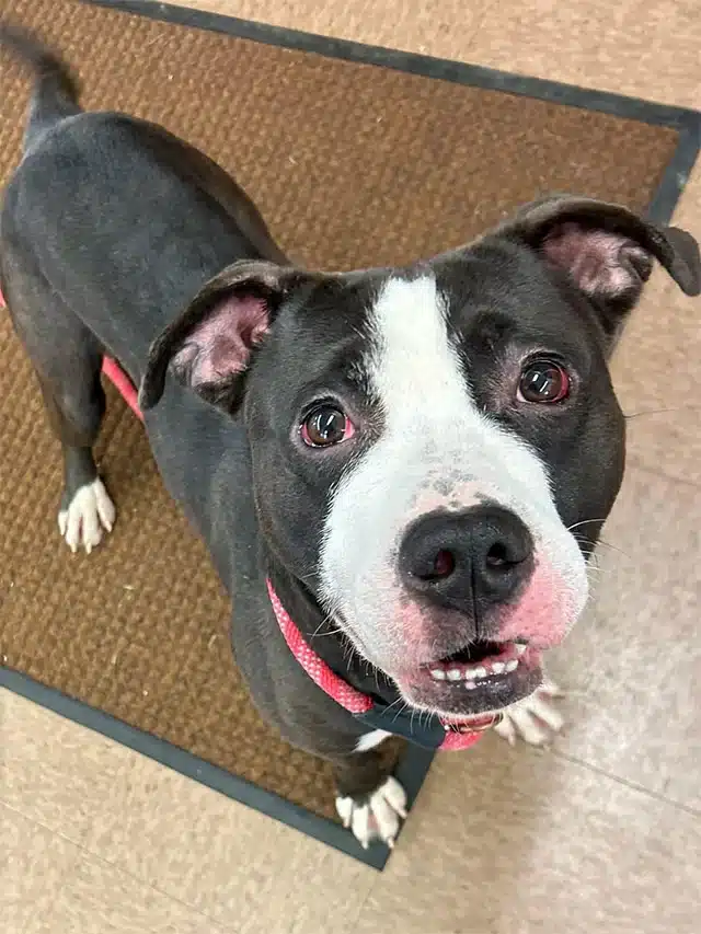 Obie's transition to his new life has be...