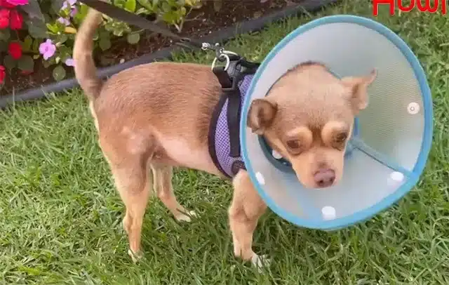 Extra image from article