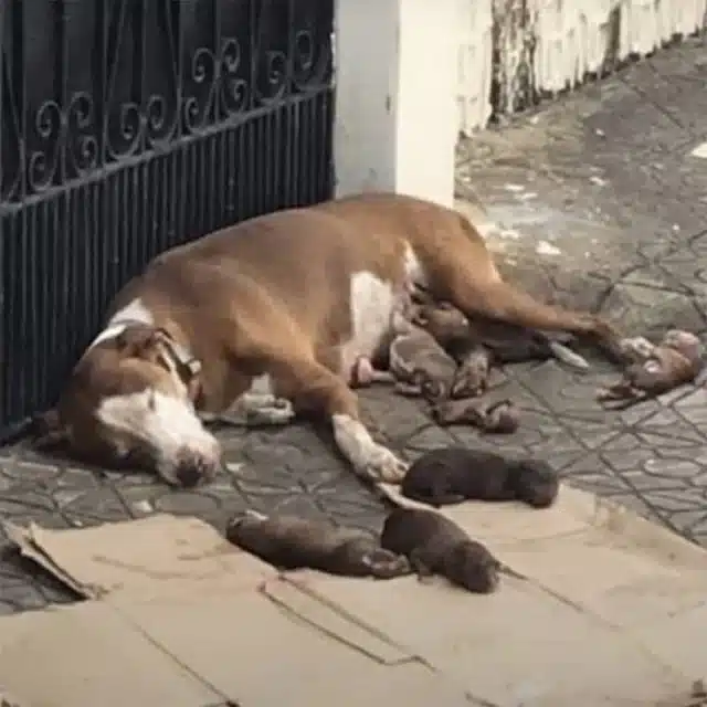 Seeking shelter, she found a cardboard b...