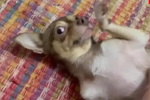 Extra image from article